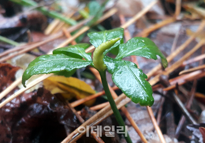 [포토]  멸종위기 야생생물 Ⅱ급 제주고사리삼