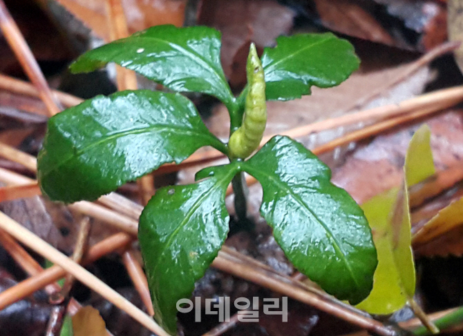 [포토]  제주도에만 있는 "제주고사리삼"