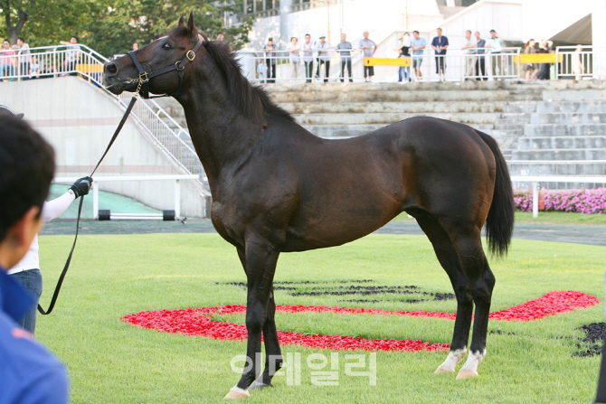 국내 최고 씨수마 '메니피' 제주 목장 복귀