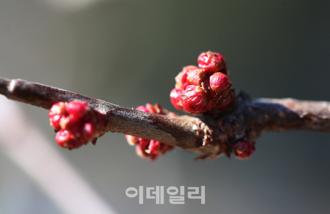 [포토] 추위에 떨고 있는 꽃망울