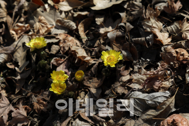 '서울 홍릉숲' 이달의 국유림 명품숲으로 선정