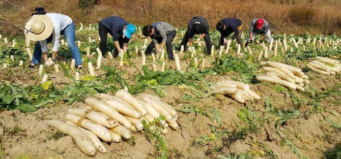 '먹거리 생산·소비 한지역에서…' 서대문구·춘천 등서 시범사업