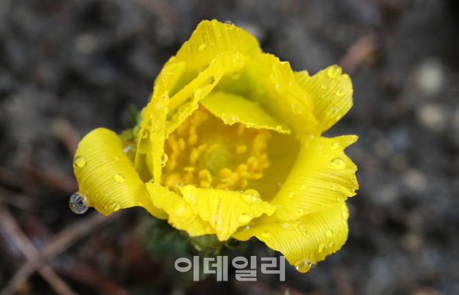 [포토]'봄비 머금은 노란 복수초'