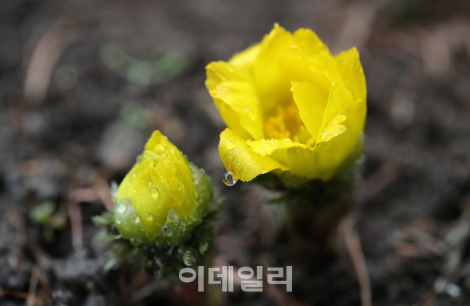 [포토]'봄비와 노란 복수초'