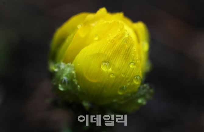 [포토]'물방울 맺힌 복수초'