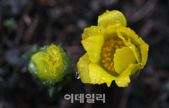 [포토]'겨울 이겨내고 핀 복수초'