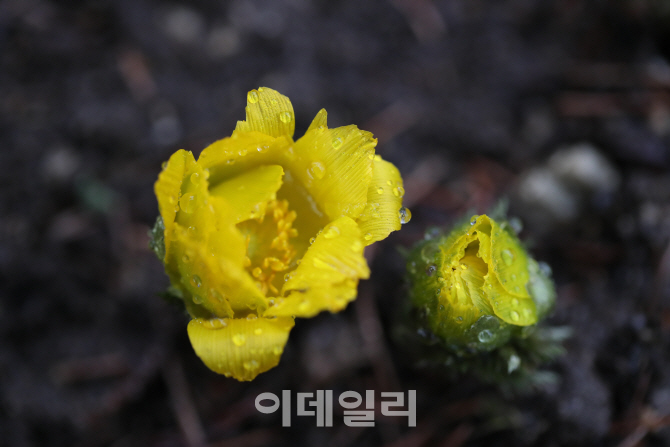 [포토]'봄비와 복수초'