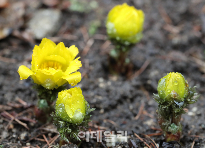 [포토]'봄비 머금은 복수초'