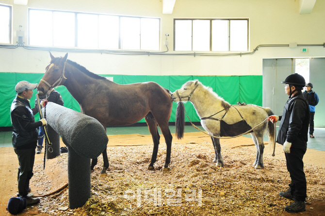 따뜻한 봄이 오면.. 말 생명 잉태의 계절