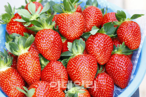 세계인 입맛 사로잡은 '국산 딸기', 국산품종 보급률 93.4%