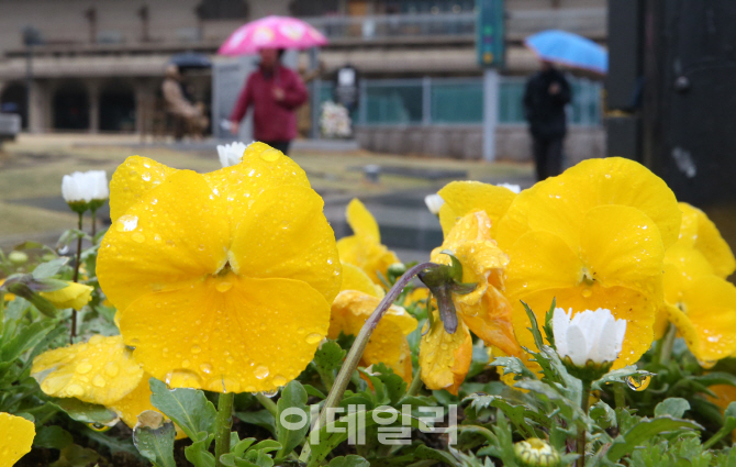 [포토]봄비 속 꽃잎