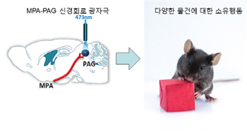 “소유욕 만드는 뇌 신경회로 발견”..각종 중독 치료 단서 찾아