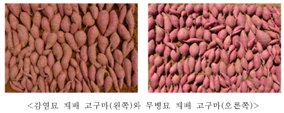 농진청, 올해 바이러스 없는 고구마 1000만개 공급