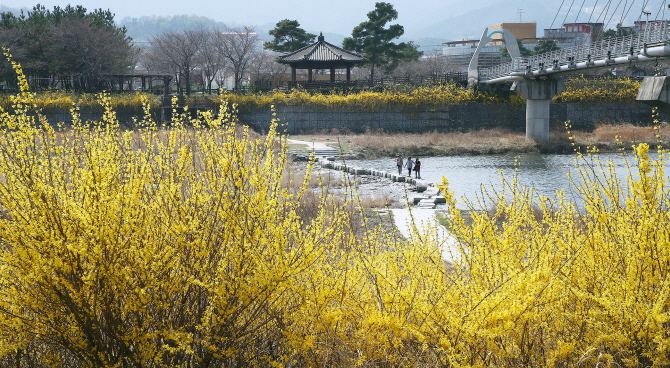 [포토] 구례 서시천 개나리 만개