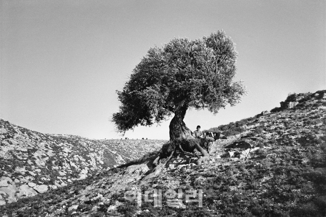 [e갤러리] 내일 모른다 그냥 오늘의 꿈…박노해 '올리브나무의 꿈'