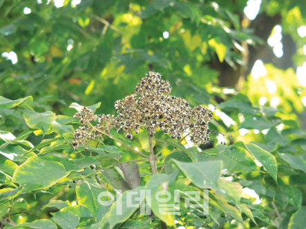 '쉬나무 종자 추출물'로 고혈당 및 지방간 잡는다