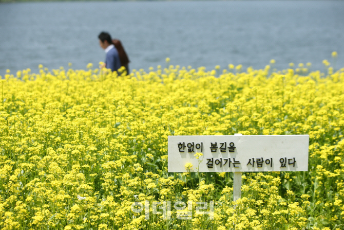 한강따라 펼쳐진 봄꽃길…서울 한강에서 봄기운 만끽