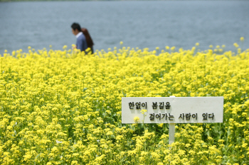 한강따라 펼쳐진 봄꽃길…서울 한강에서 봄기운 만끽