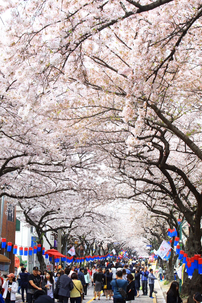 [포토] 벚꽃 터널 걸으며 봄나들이