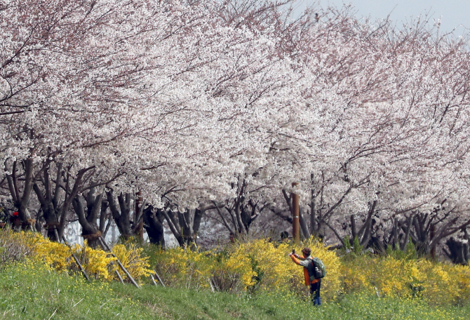 [포토] 연분홍 벚꽃 노란 개나리