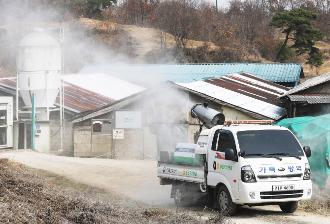 김포 돼지농장서 엿새 만에 다시 구제역 항원 검출