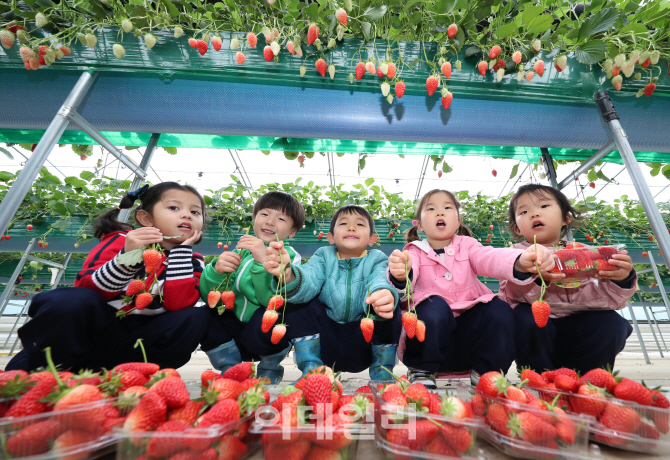 [포토]'딸기 따는 동심'