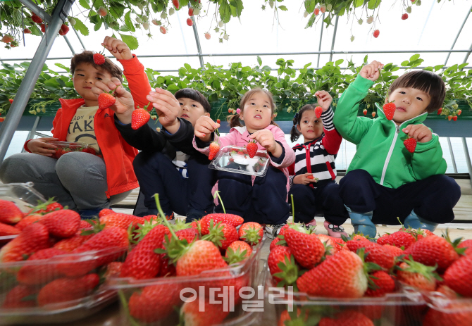 [포토]'딸기 수확 체험해요'