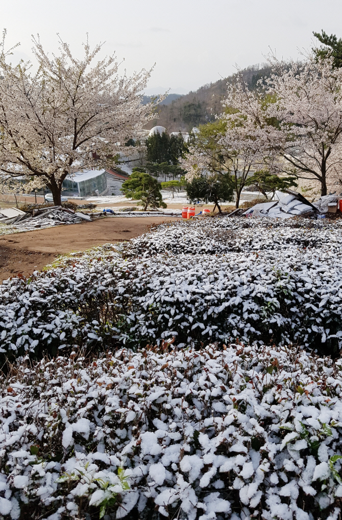 [포토] 4월 보성 녹차밭에 쌓인 눈