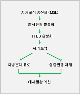 신개념 당뇨병치료제…개발 가능성 '활짝'