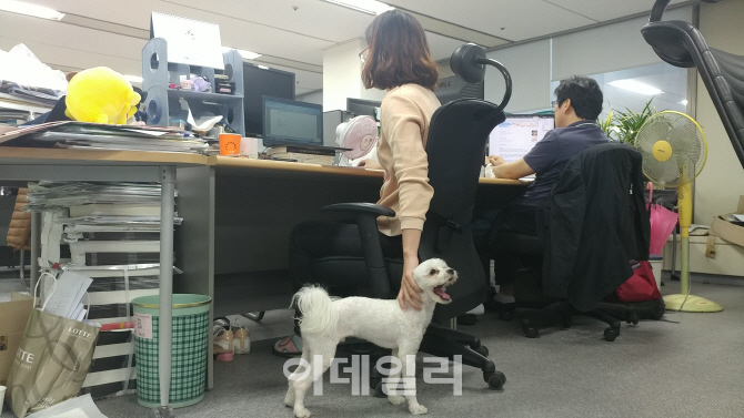 [제주야 놀자②] 강아지랑 같이 기사 써봤어요