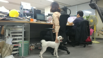  강아지랑 같이 기사 써봤어요