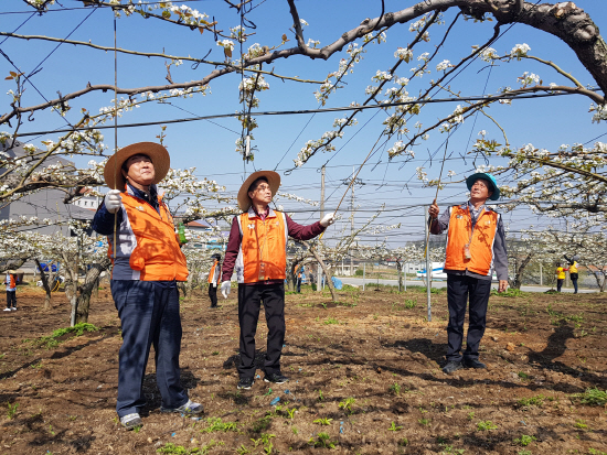 4월초 이상저온에 사과·배 피해…농식품부 지원대책 실시