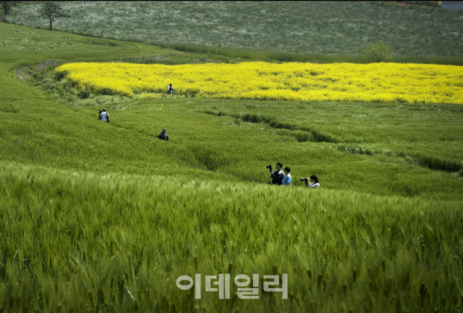 [포토]농협 안성팜랜드, 제 7회 안성 호밀밭 축제 개최