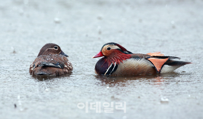 [포토]'봄비 속 원앙'