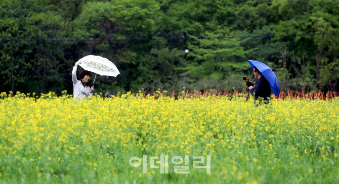 [포토]'유채꽃과 봄비'