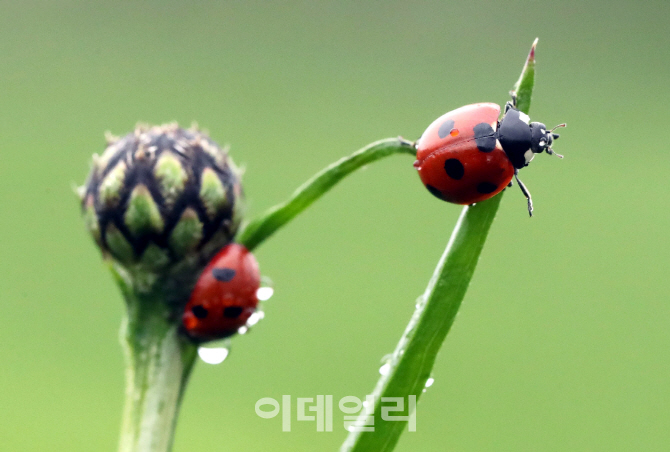 [포토] 봄비 머금은 무당벌레