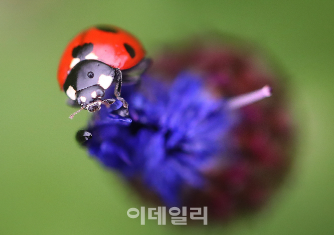 [포토] 수레국화꽃에 매달린 무당벌레