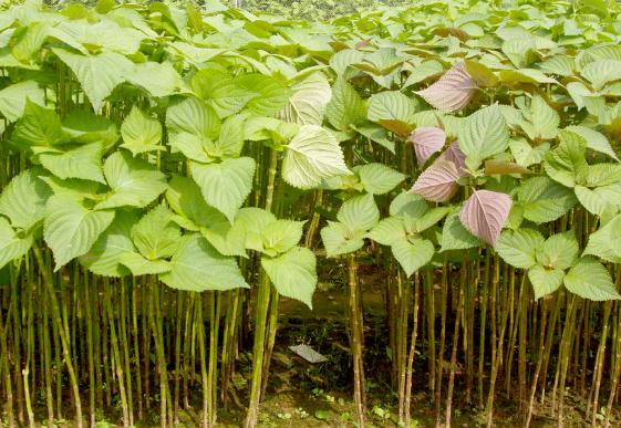 농진청 "5월은 텃밭에 깻잎·고구마 심기 좋은 때"