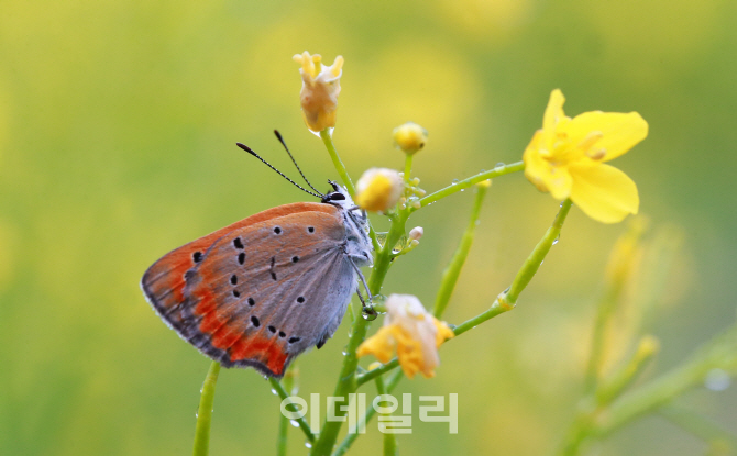 [포토]유채꽃과 작은주홍부전나비