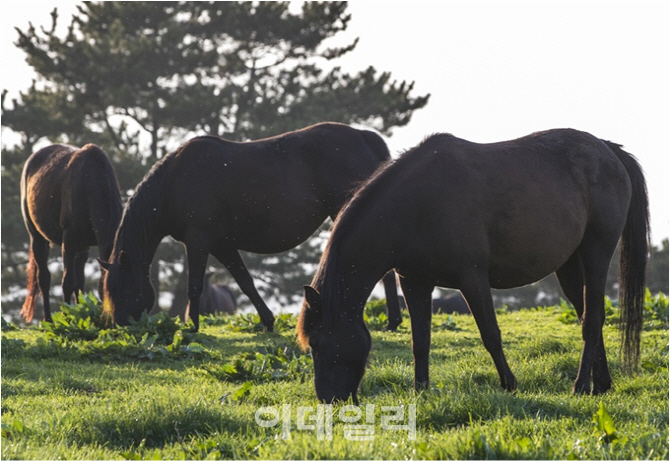 농진청, 털색·체격·품성 뛰어난 '국내산 승용마' 육성사업 결실