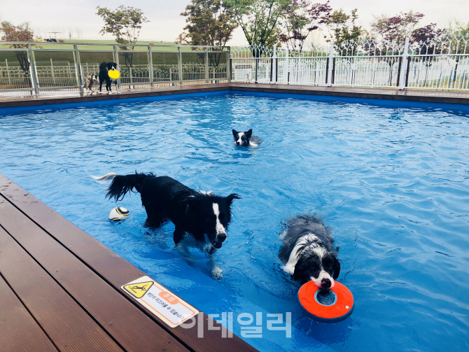 일찍 찾아온 더위.. 반려견과 함께 즐길 수 있는 수영장은?