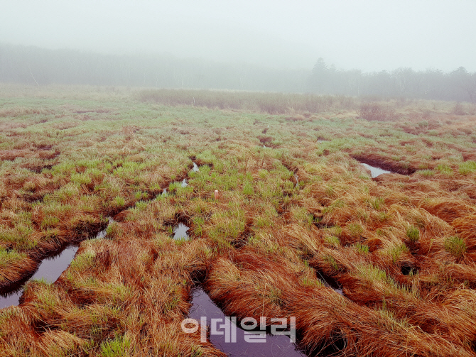 [DMZ의 꿈]⑪해발 1280m에 조성된 습지 '용늪'을 아십니까