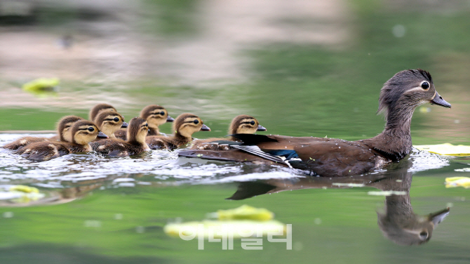 [포토] 엄마따라 졸졸...