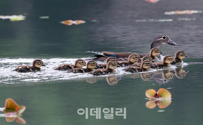 [포토] 엄마따라 나들이 나온 아기 원앙들