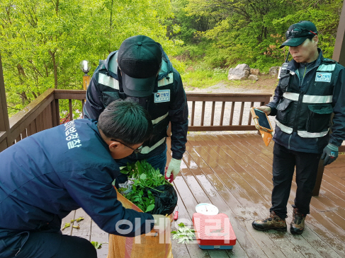 산림청, 국유림內 임산물 불법 채취 단속 강화