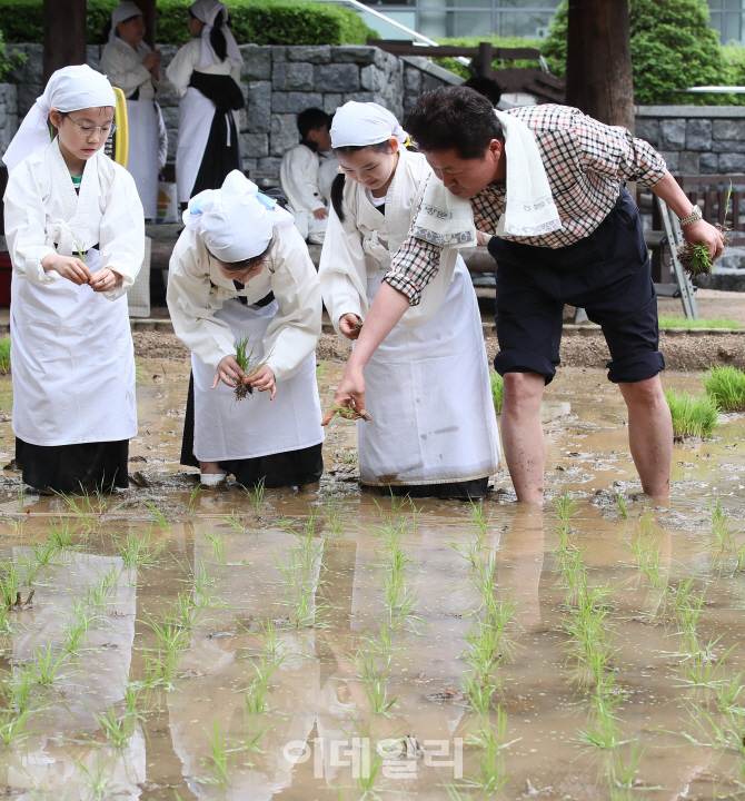 [포토]'전통 모내기는 이렇게'