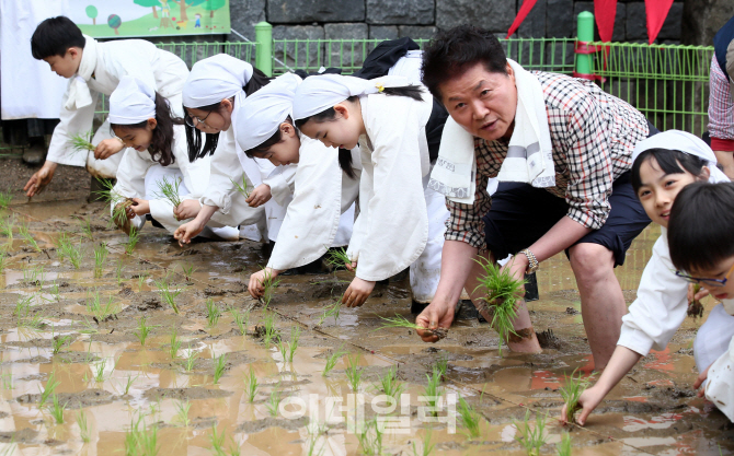 [포토]'전통 모내기체험 해요'