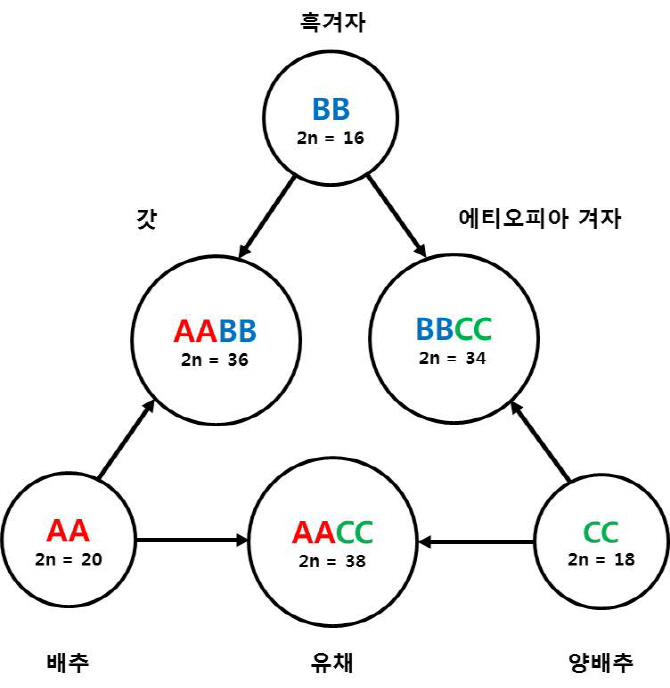 농진청-서울대, 우장춘 박사 ‘우의삼각형’ 유전체 정보로 증명