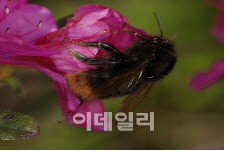 꽃가루 모으는 토종 '호박벌' 유전자, 중국과 가깝고 일본과 차이 뚜렷