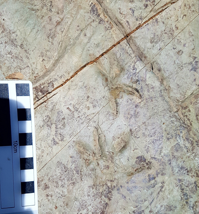 울주 반구대 암각화서 1억년 전 척추동물 화석 발견